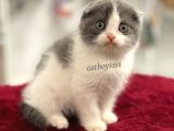 Bi Color Scottish Fold Dişi Yavrumuz
