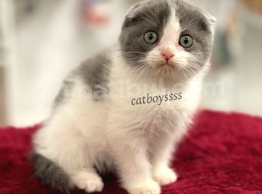 Bi Color Scottish Fold Dişi Yavrumuz görsel
