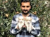 Muhteşem Kalite Maltipoo Yavruları