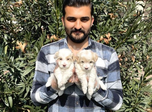 Muhteşem Kalite Maltipoo Yavruları görsel