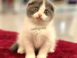 Bi Color Scottish Fold Dişi Yavrumuz
