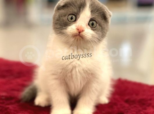 Bi Color Scottish Fold Dişi Yavrumuz görsel