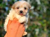 2 Aylık Erkek Ve Di̇şi̇ Malti̇poo Yavrular
