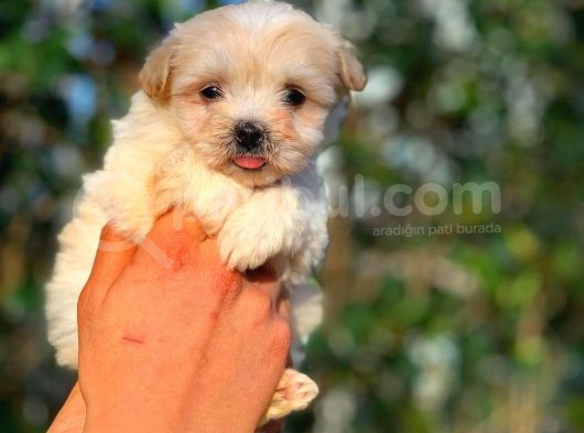 2 Aylık Erkek Ve Di̇şi̇ Malti̇poo Yavrular görsel