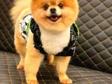 Pomeranian Boo