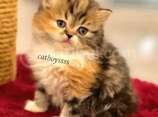 Bi Color Longhair British Dişi Yavrumuz