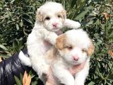 Muhteşem Kalite Maltipoo Yavruları