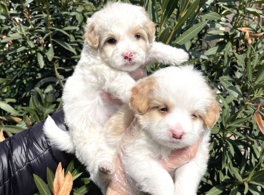 Muhteşem Kalite Maltipoo Yavruları görsel