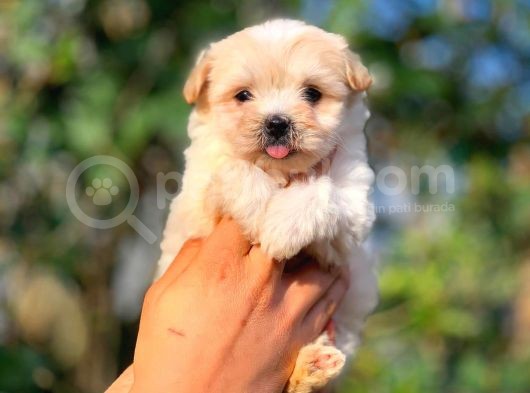 2 Aylık Erkek Ve Di̇şi̇ Malti̇poo Yavrular görsel