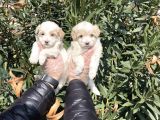 Muhteşem Kalite Maltipoo Yavruları
