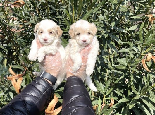 Muhteşem Kalite Maltipoo Yavruları görsel
