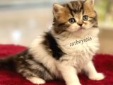 Bi Color Longhair British Erkek Yavrumuz