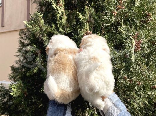 Muhteşem Kalite Maltipoo Yavruları görsel