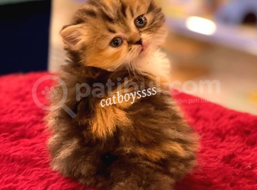 Bi Color Longhair British Dişi Yavrumuz görsel