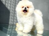 Show Kalite Pomeranian Yavrularımız