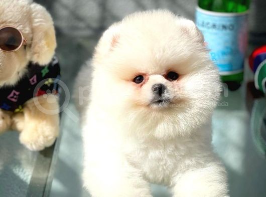Show Kalite Pomeranian Yavrularımız görsel
