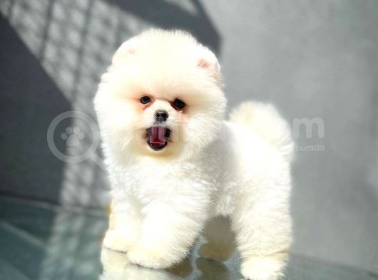 Show Kalite Pomeranian Yavrularımız görsel
