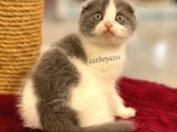 Bi Color Scottish Fold Dişi Yavrumuz