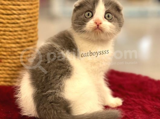 Bi Color Scottish Fold Dişi Yavrumuz görsel