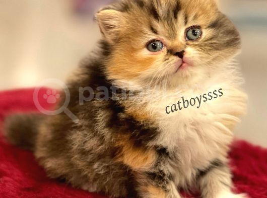 Bi Color Longhair British Dişi Yavrumuz görsel