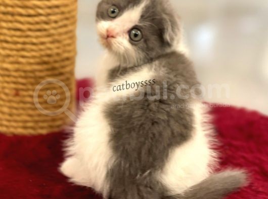 Bi Color Scottish Fold Dişi Yavrumuz görsel