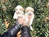 Muhteşem Kalite Maltipoo Yavruları