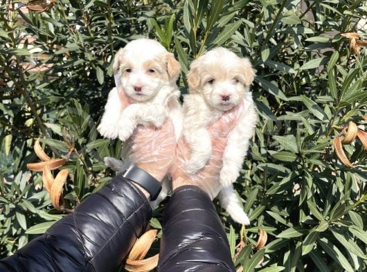 Muhteşem Kalite Maltipoo Yavruları görsel