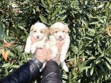 Muhteşem Kalite Maltipoo Yavruları