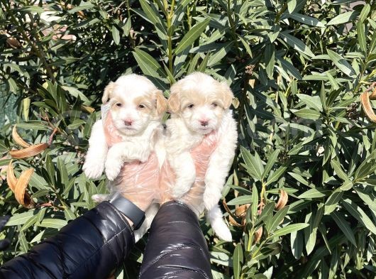 Muhteşem Kalite Maltipoo Yavruları görsel