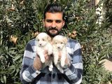 Muhteşem Kalite Maltipoo Yavruları