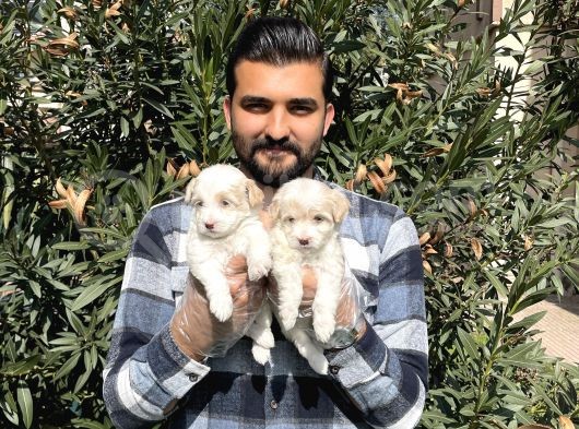 Muhteşem Kalite Maltipoo Yavruları görsel
