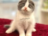 Bi Color Scottish Fold Dişi Yavrumuz
