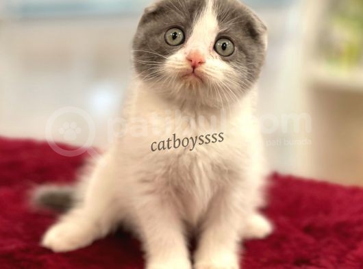 Bi Color Scottish Fold Dişi Yavrumuz görsel