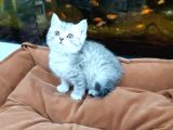 Silver Tabi Erkek Yavrular
