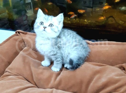 Silver Tabi Erkek Yavrular görsel