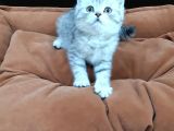 Silver Tabi Erkek Yavrular