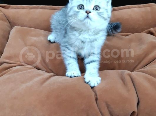 Silver Tabi Erkek Yavrular görsel
