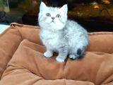 Silver Tabi Erkek Yavrular