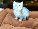 Silver Tabi Erkek Yavrular