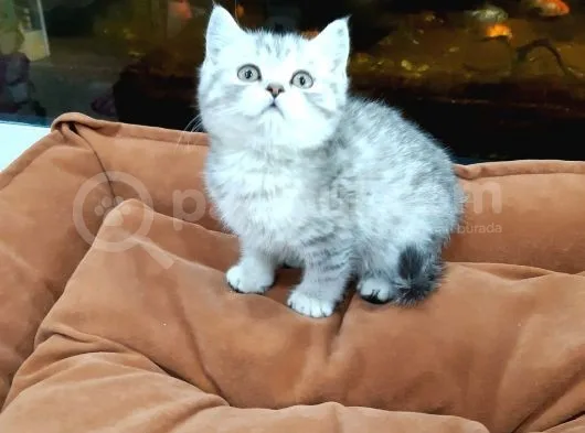 Silver Tabi Erkek Yavrular