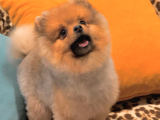 9 Aylık Pomeranian Boo