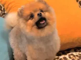 9 Aylık Pomeranian Boo