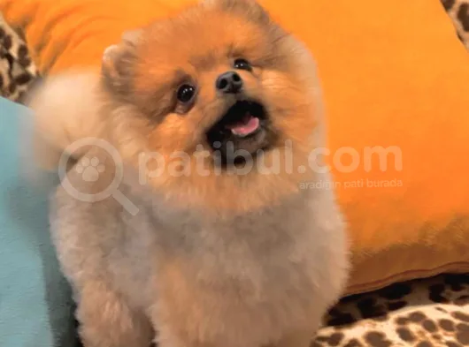 9 Aylık Pomeranian Boo