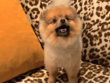 9 Aylık Pomeranian Boo