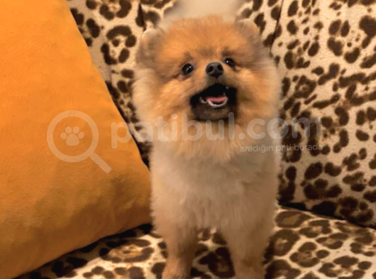 9 Aylık Pomeranian Boo görsel
