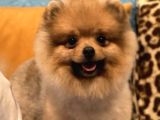 9 Aylık Pomeranian Boo