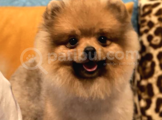 9 Aylık Pomeranian Boo görsel