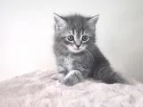 Hari̇ka Kürklü Scotti̇sh Whi̇skas Yeni̇ Ai̇lesi̇ni̇ Bekli̇yor