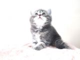 Hari̇ka Kürklü Scotti̇sh Whi̇skas Yeni̇ Ai̇lesi̇ni̇ Bekli̇yor