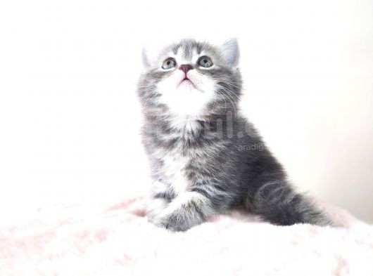 Hari̇ka Kürklü Scotti̇sh Whi̇skas Yeni̇ Ai̇lesi̇ni̇ Bekli̇yor görsel